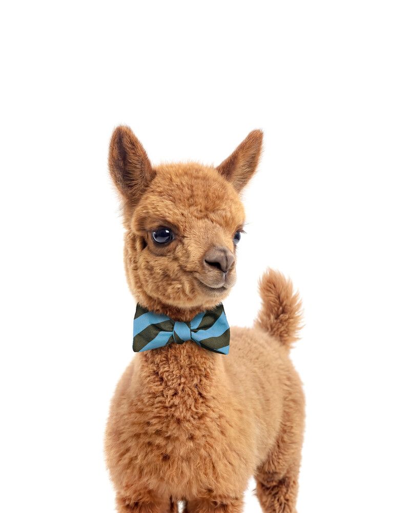 Llama Bowtie