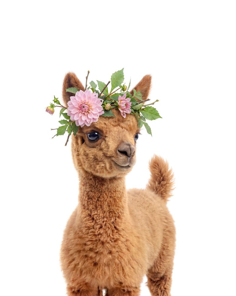 Llama Flowers