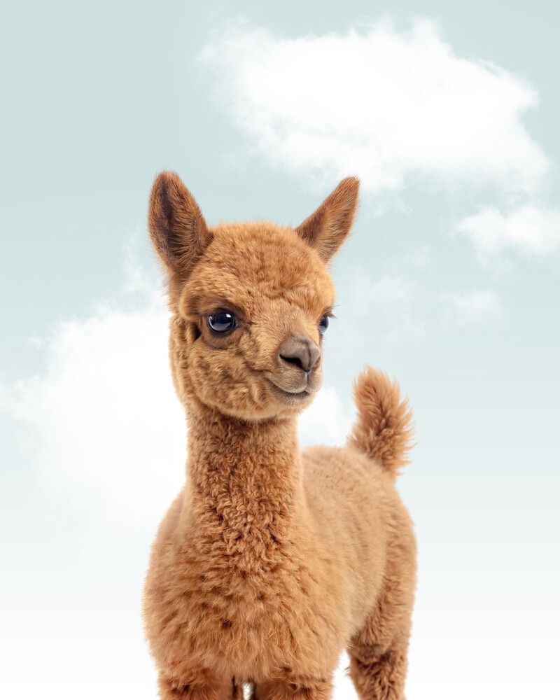 Llama Sky