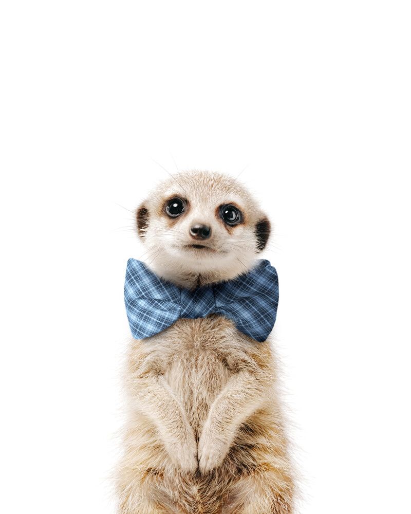 Meerkat Bowtie-Cornflower