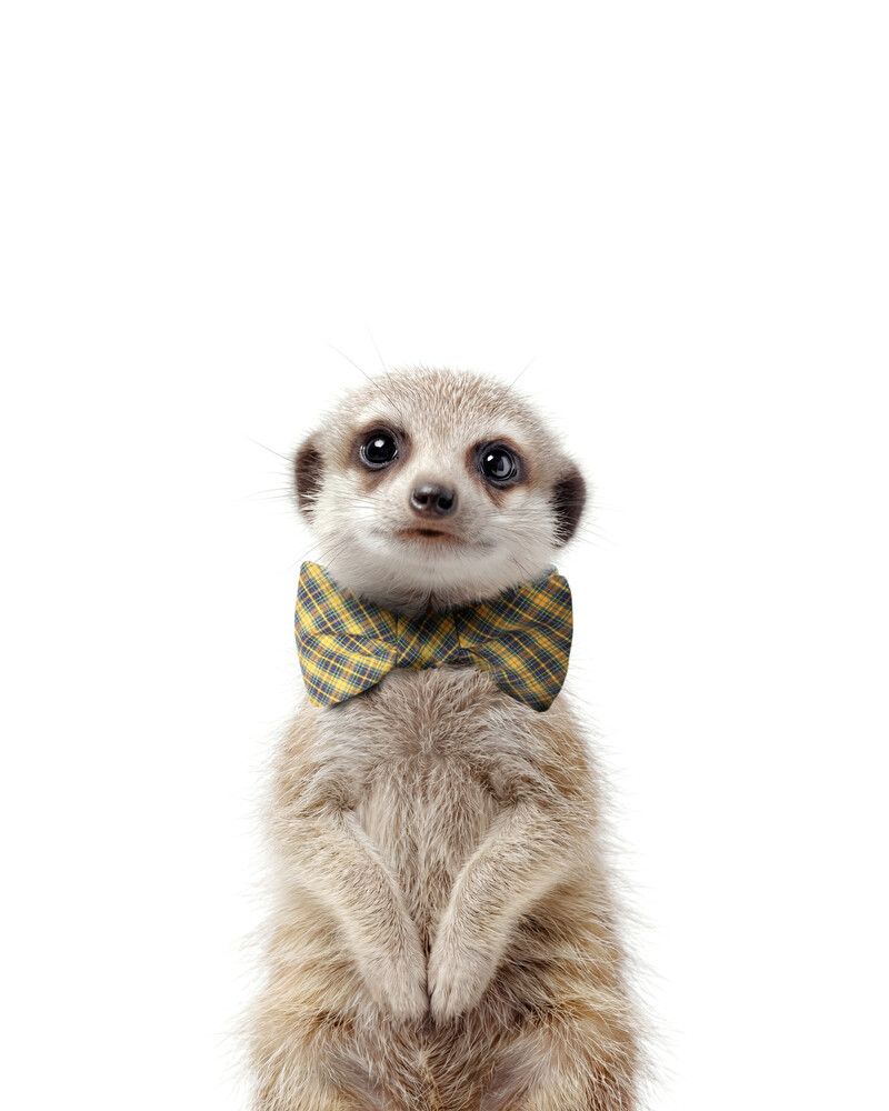 Meerkat Bowtie