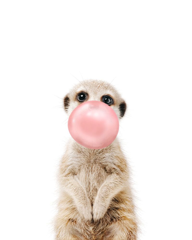 Meerkat Bubblegum-Pink