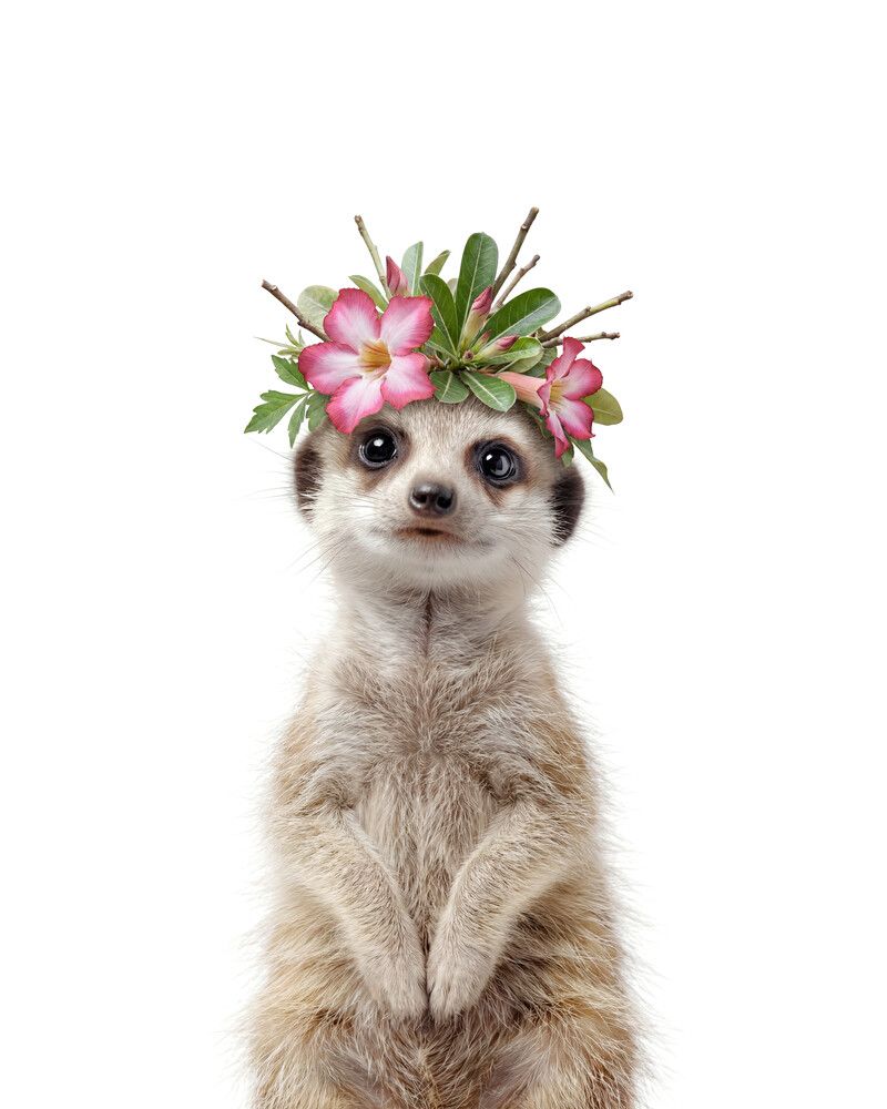 Meerkat Flowers