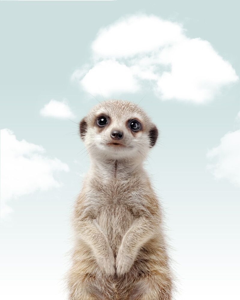 Meerkat Sky
