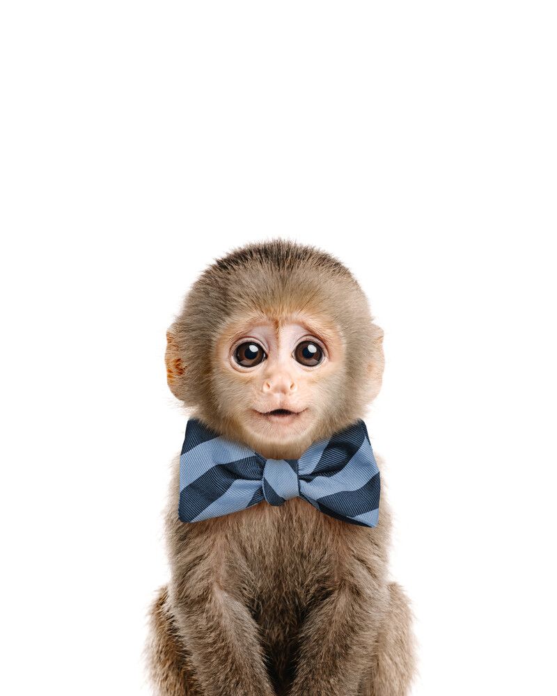 Monkey Bowtie-Cornflower