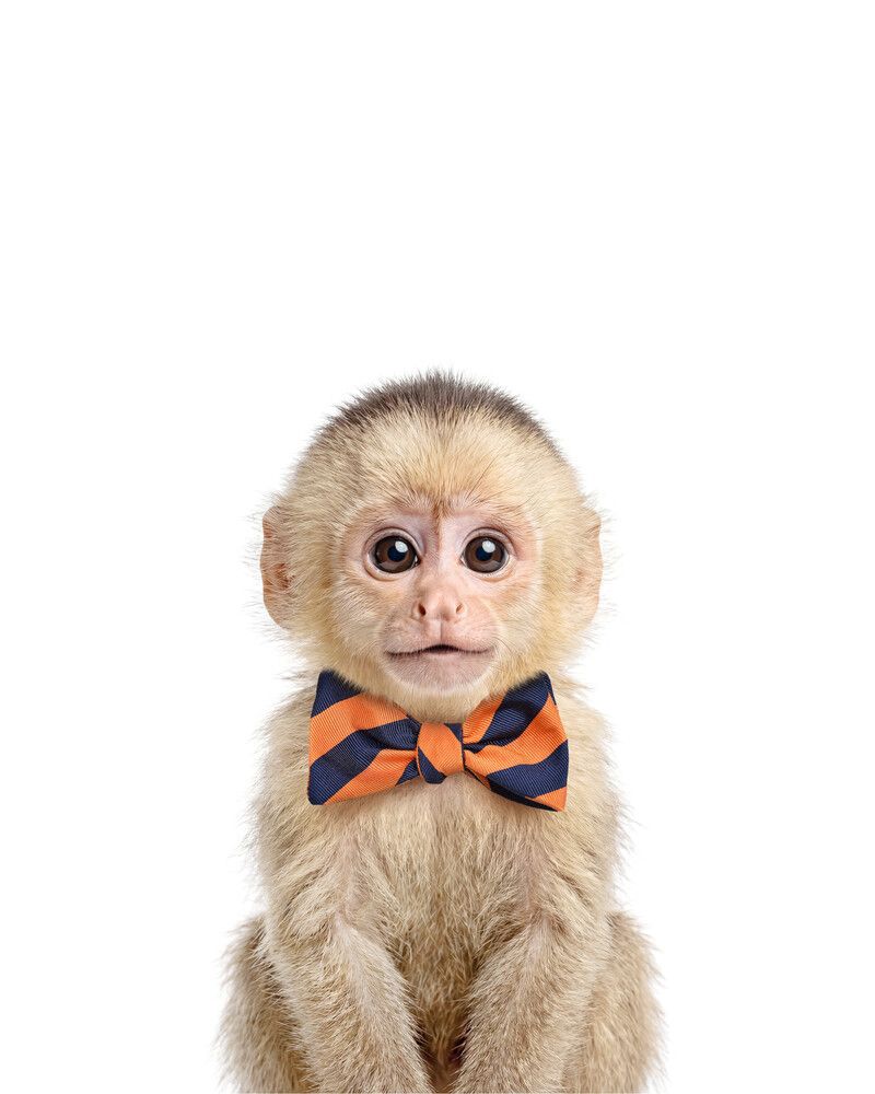 Monkey Bowtie