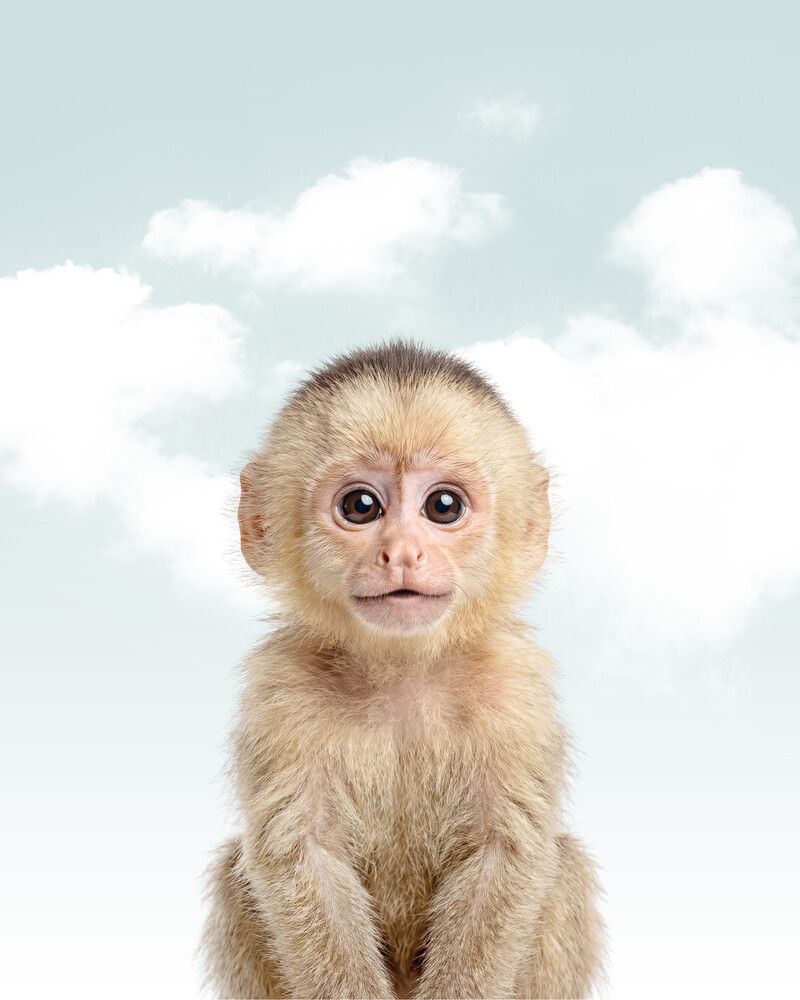 Monkey Sky
