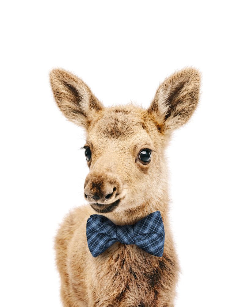 Moose Bowtie-Cornflower