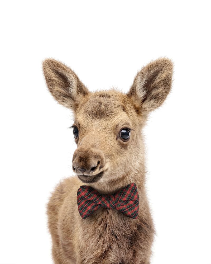 Moose Bowtie
