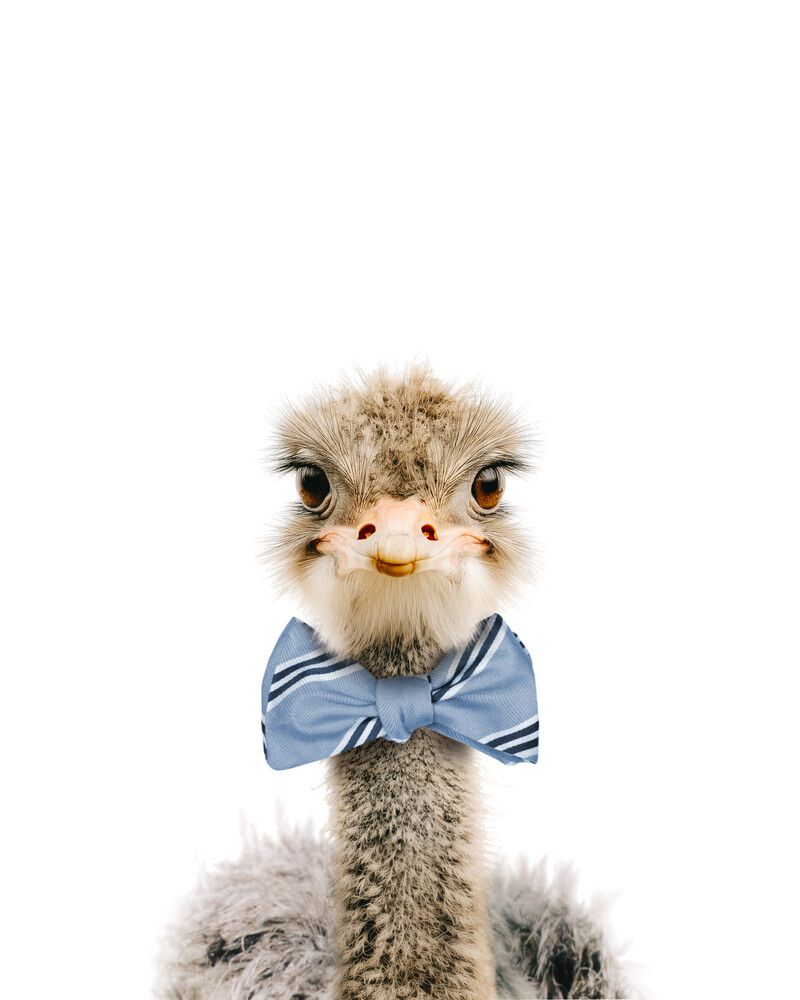 Ostrich Bowtie-Cornflower
