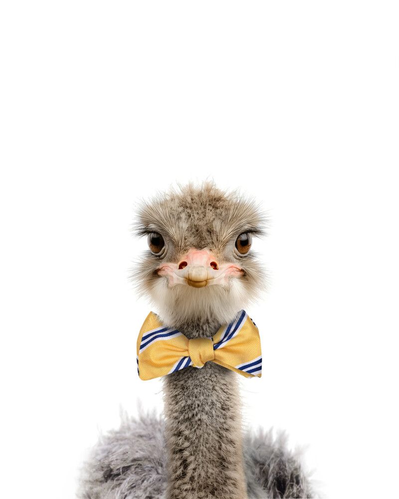 Ostrich Bowtie