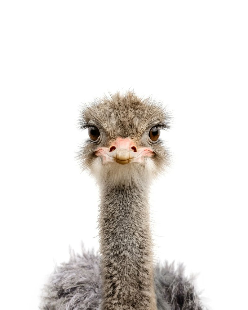 Ostrich Classic