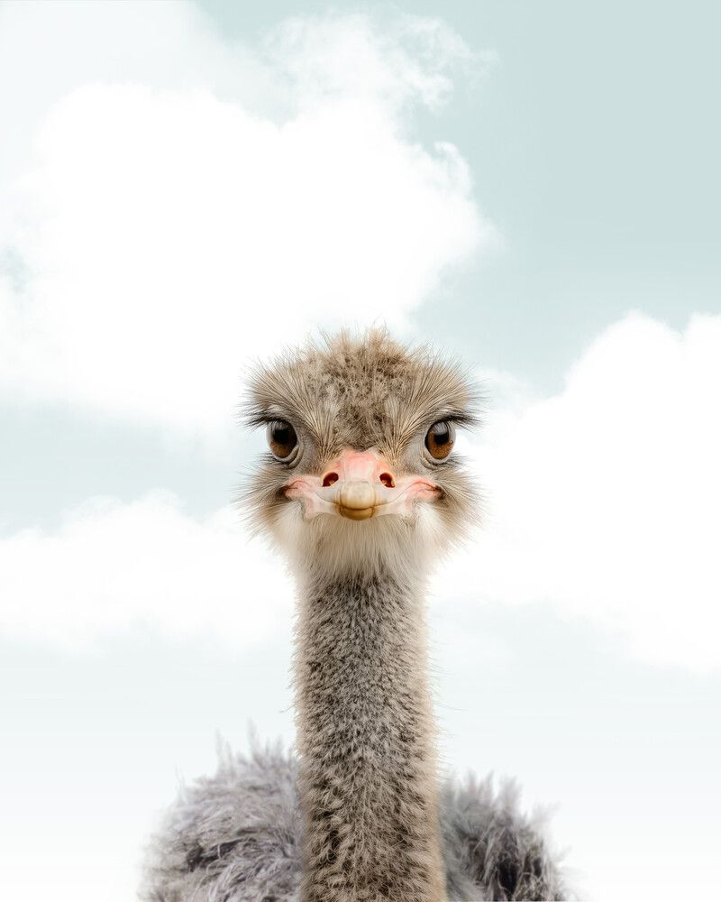 Ostrich Sky