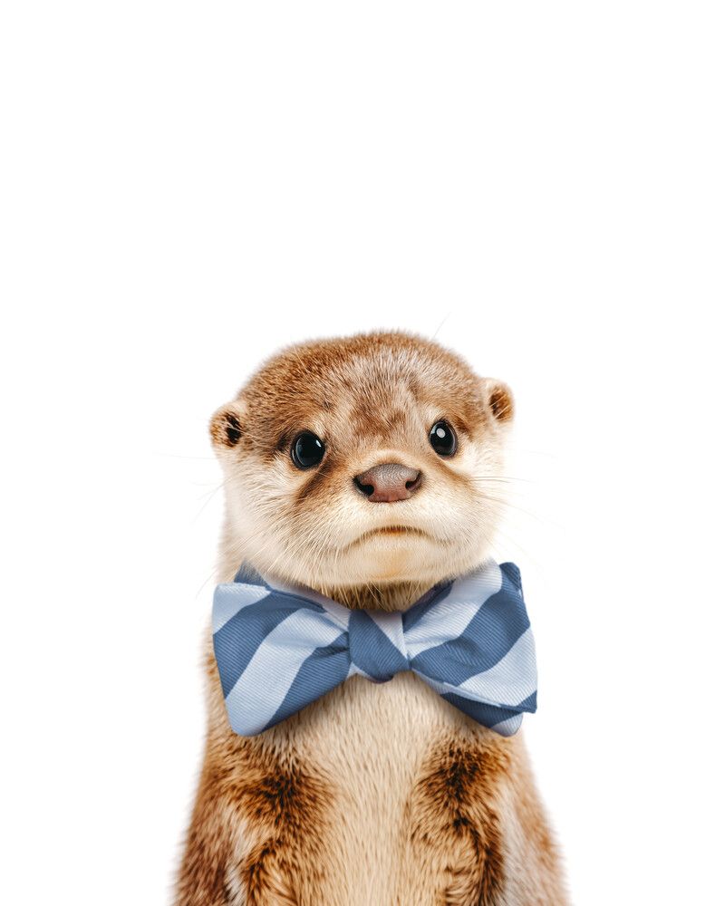 Otter Bowtie-Cornflower