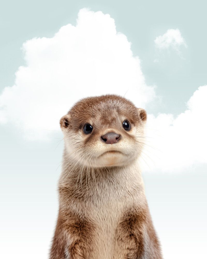 Otter Sky