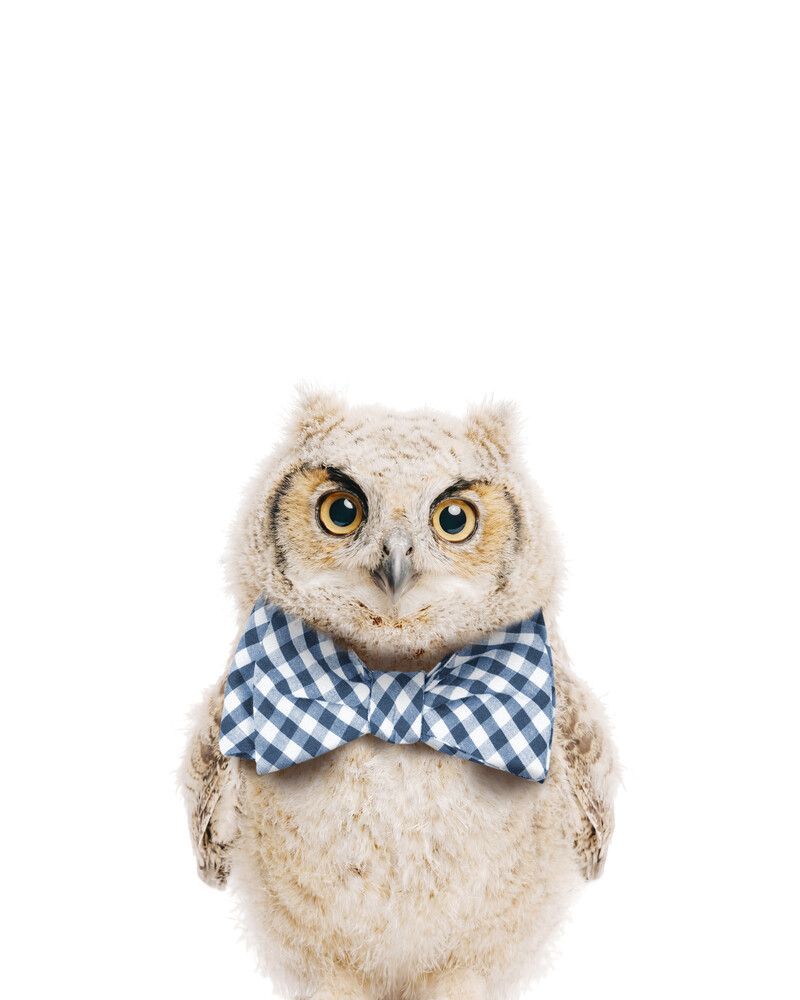 Owl Bowtie-Cornflower