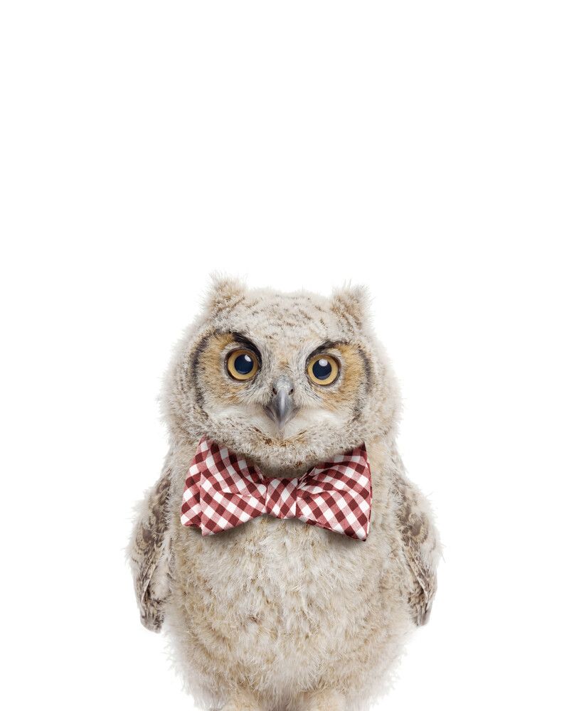 Owl Bowtie