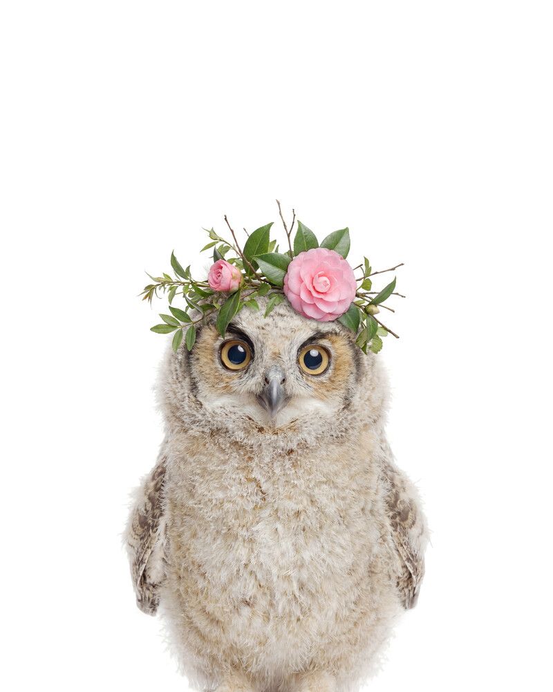 Owl Flowers