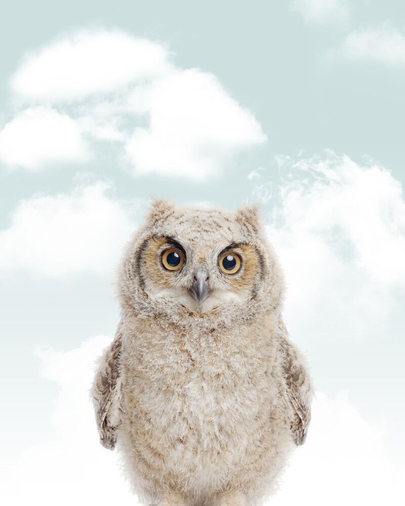 Owl Sky