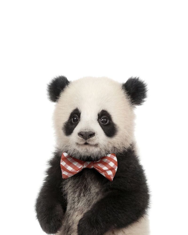 Panda Bowtie