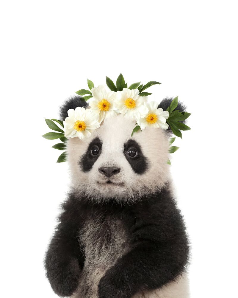 Panda Flowers