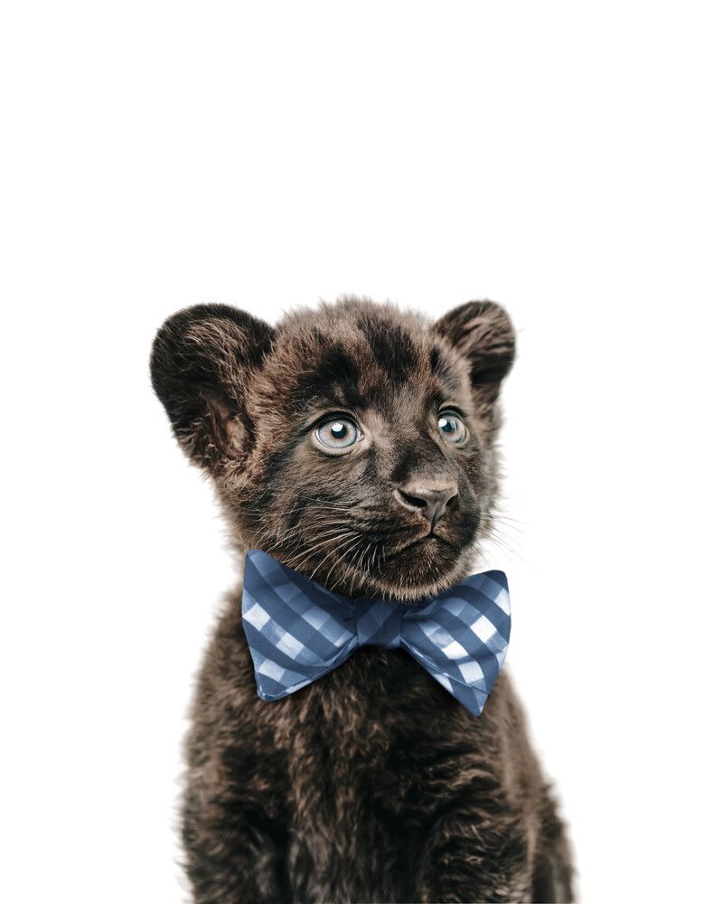 Panther Bowtie-Cornflower