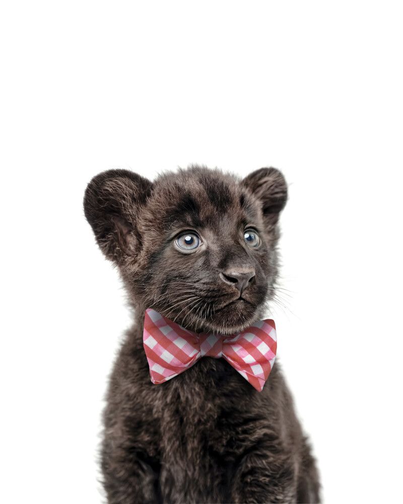 Panther Bowtie