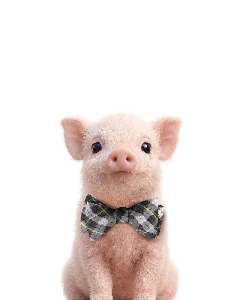 Pig Bowtie