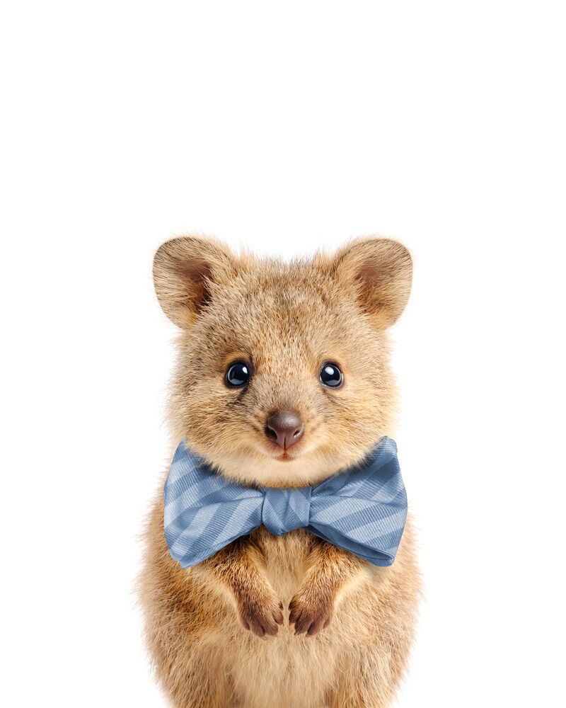 Quokka Bowtie-Cornflower