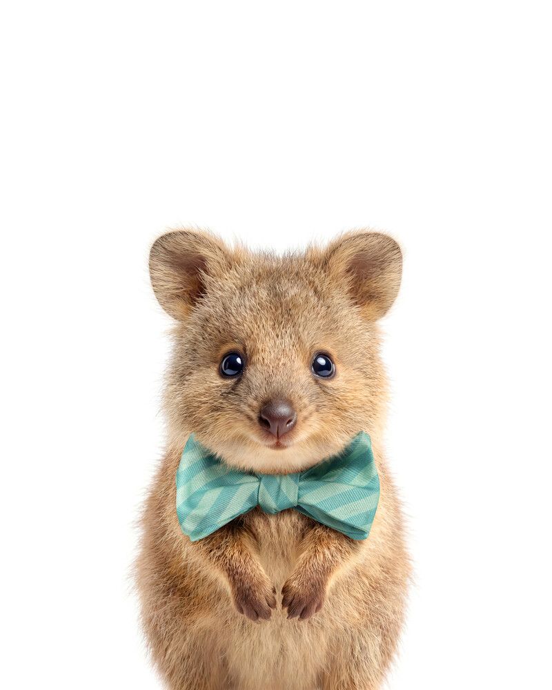Quokka Bowtie