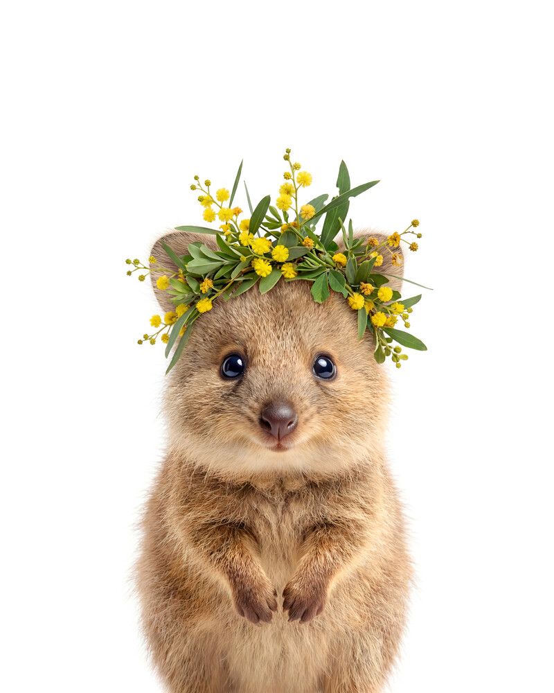 Quokka Flowers