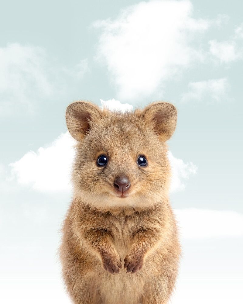 Quokka Sky