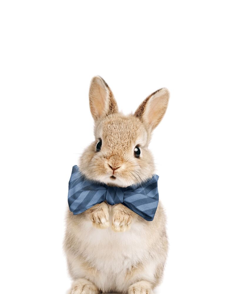 Rabbit Bowtie-Cornflower