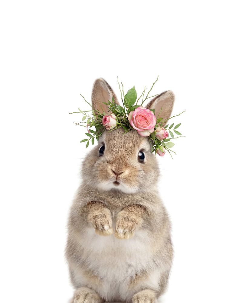 Rabbit Flowers