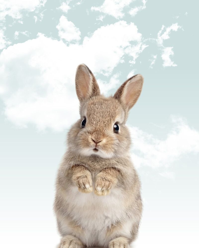 Rabbit Sky