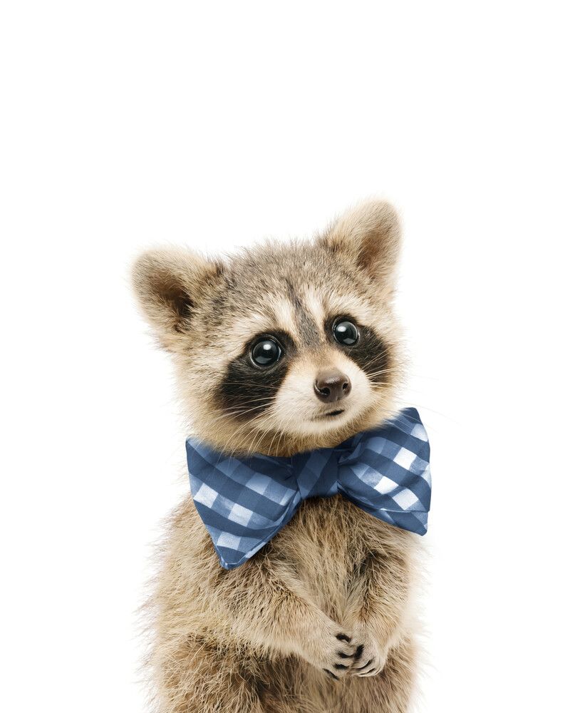 Raccoon Bowtie-Cornflower