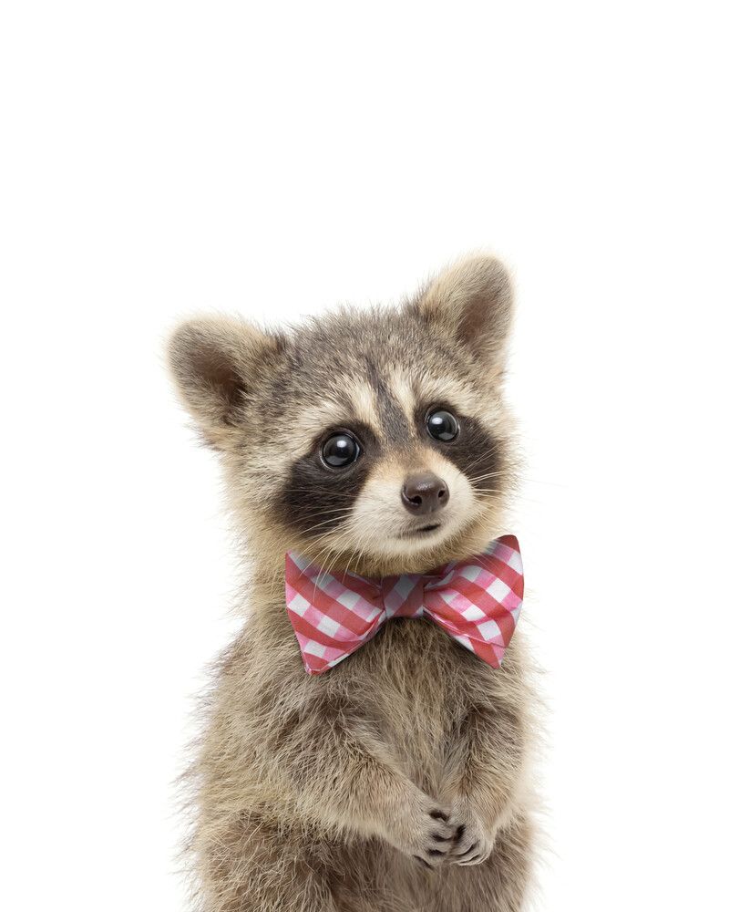Raccoon Bowtie