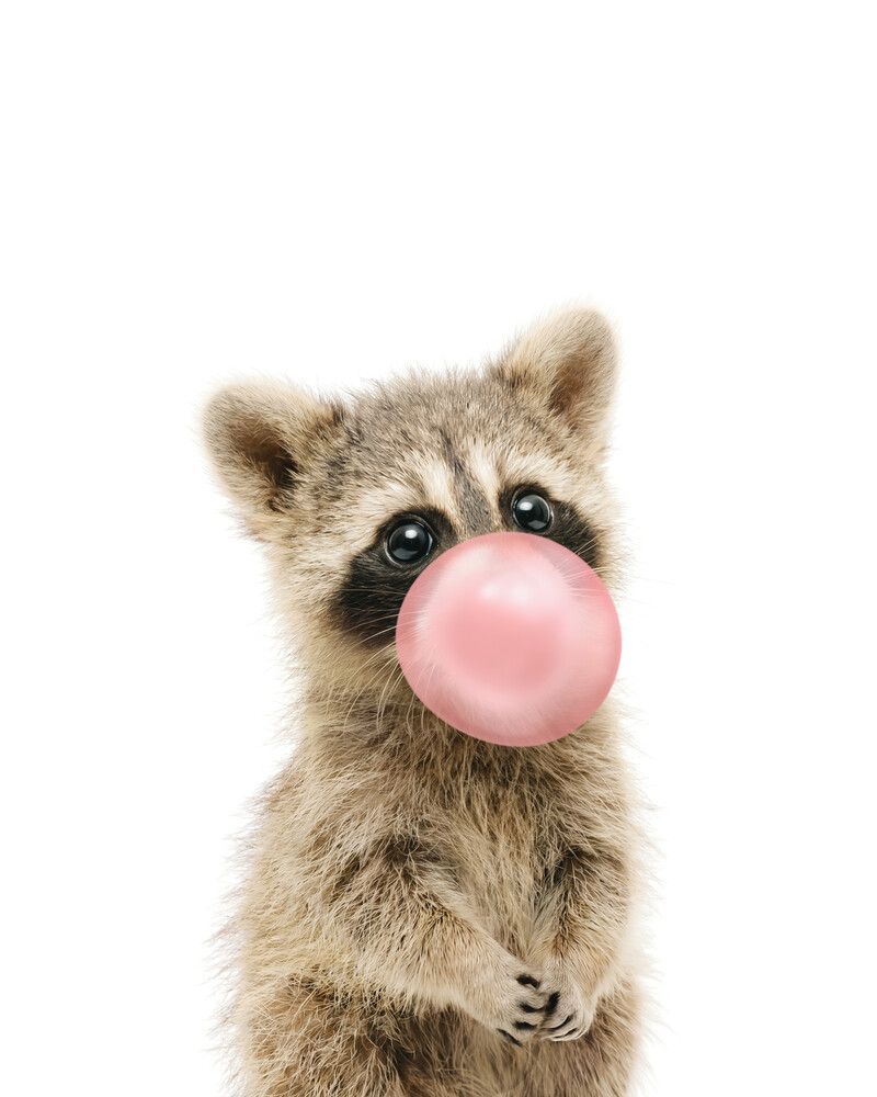 Raccoon Bubblegum-Pink