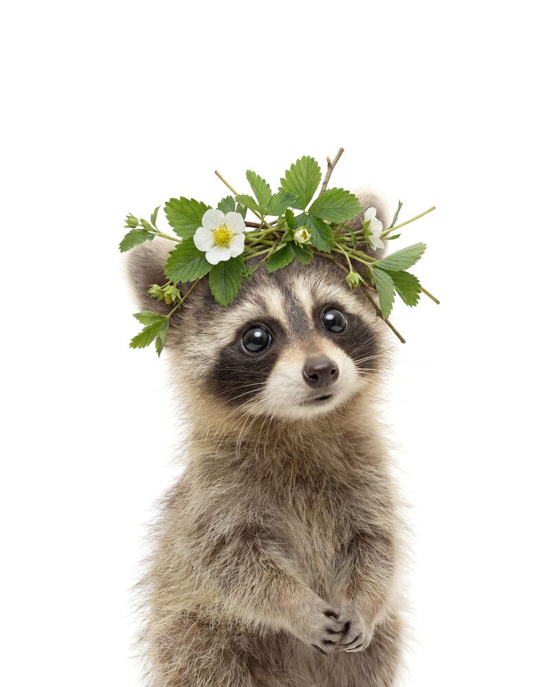 Raccoon Flowers