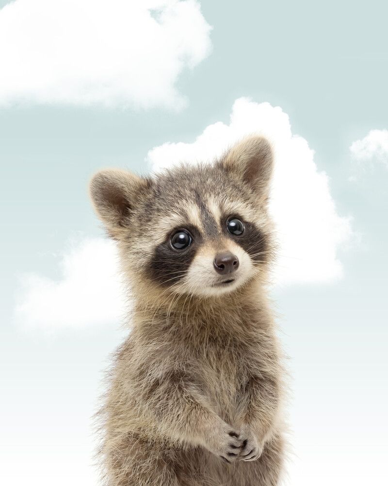 Raccoon Sky