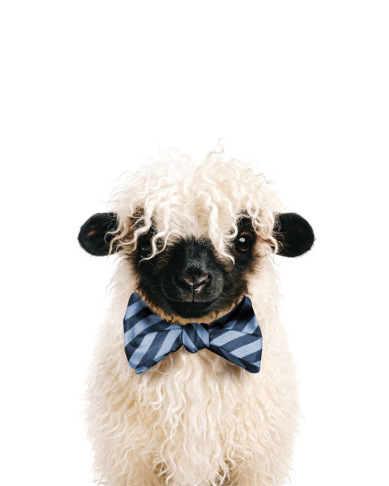 Sheep-Blacknose Bowtie-Cornflower