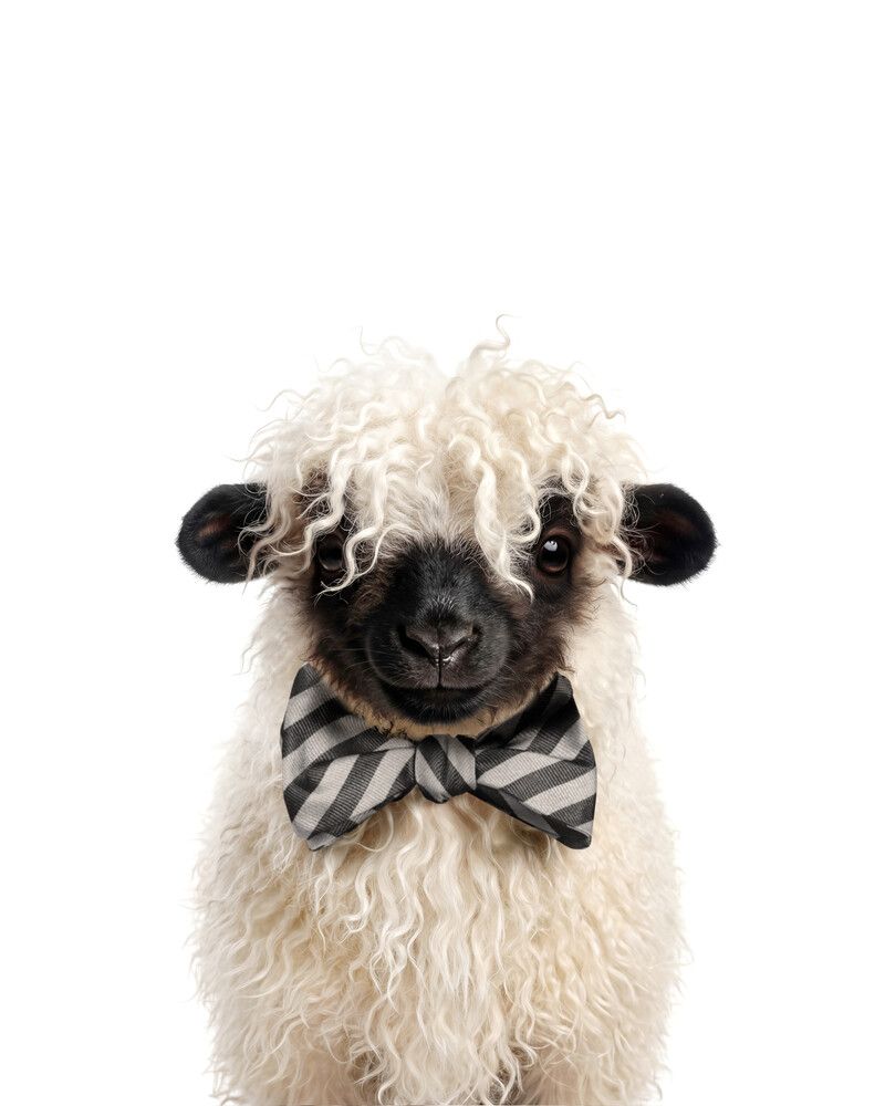 Sheep-Blacknose Bowtie