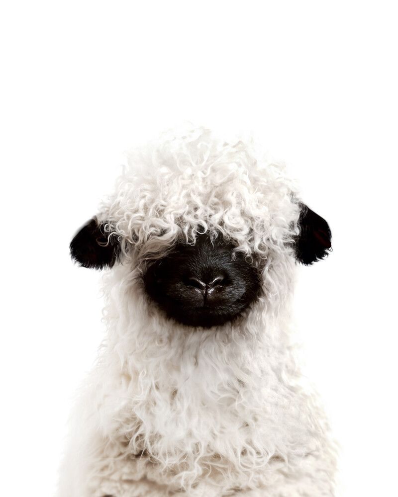 Sheep-Blacknose Classic