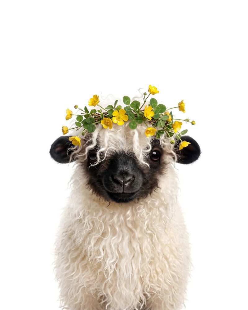 Sheep-Blacknose Flowers