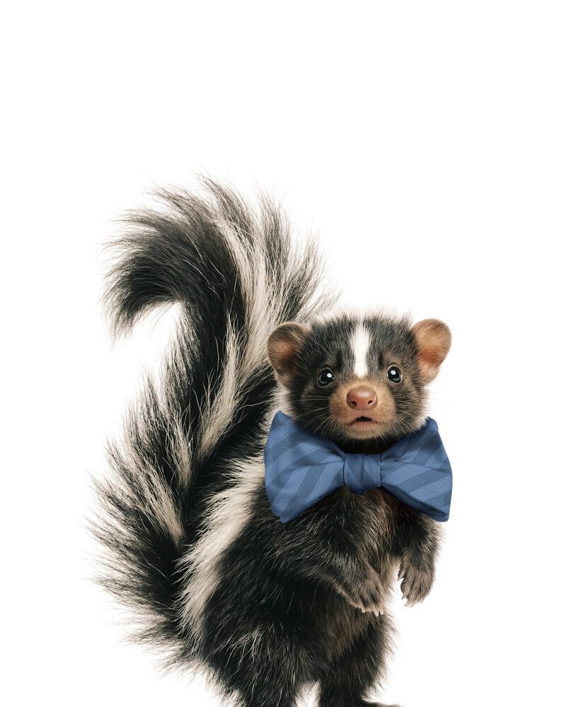 Skunk Bowtie-Cornflower