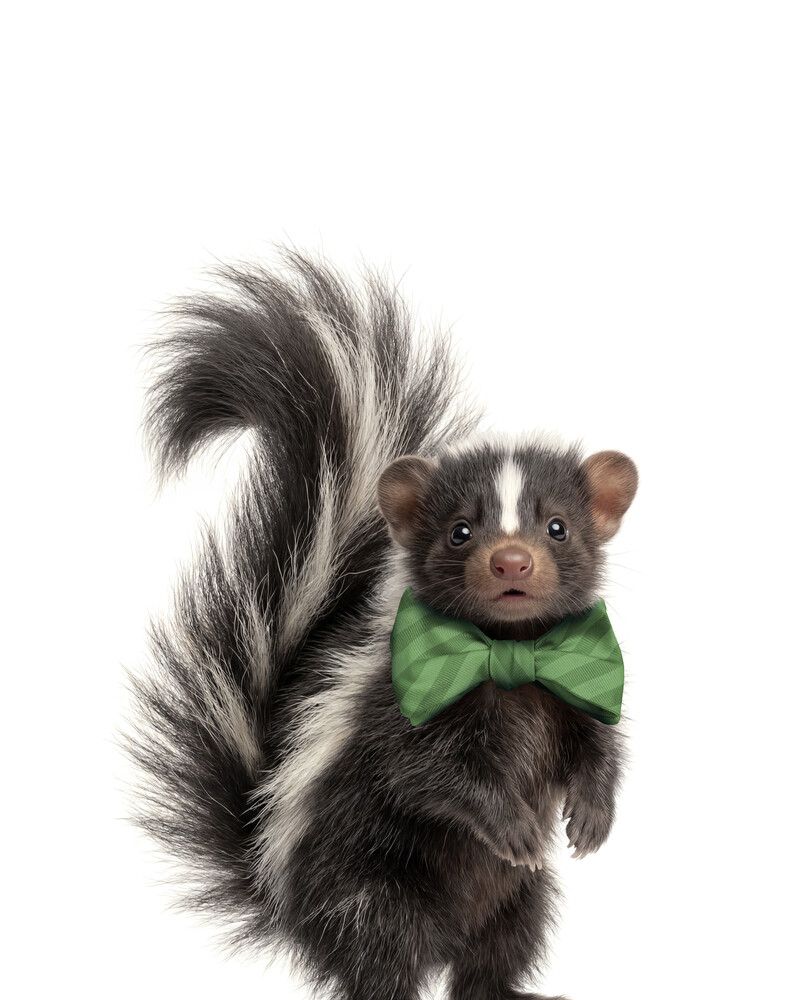 Skunk Bowtie