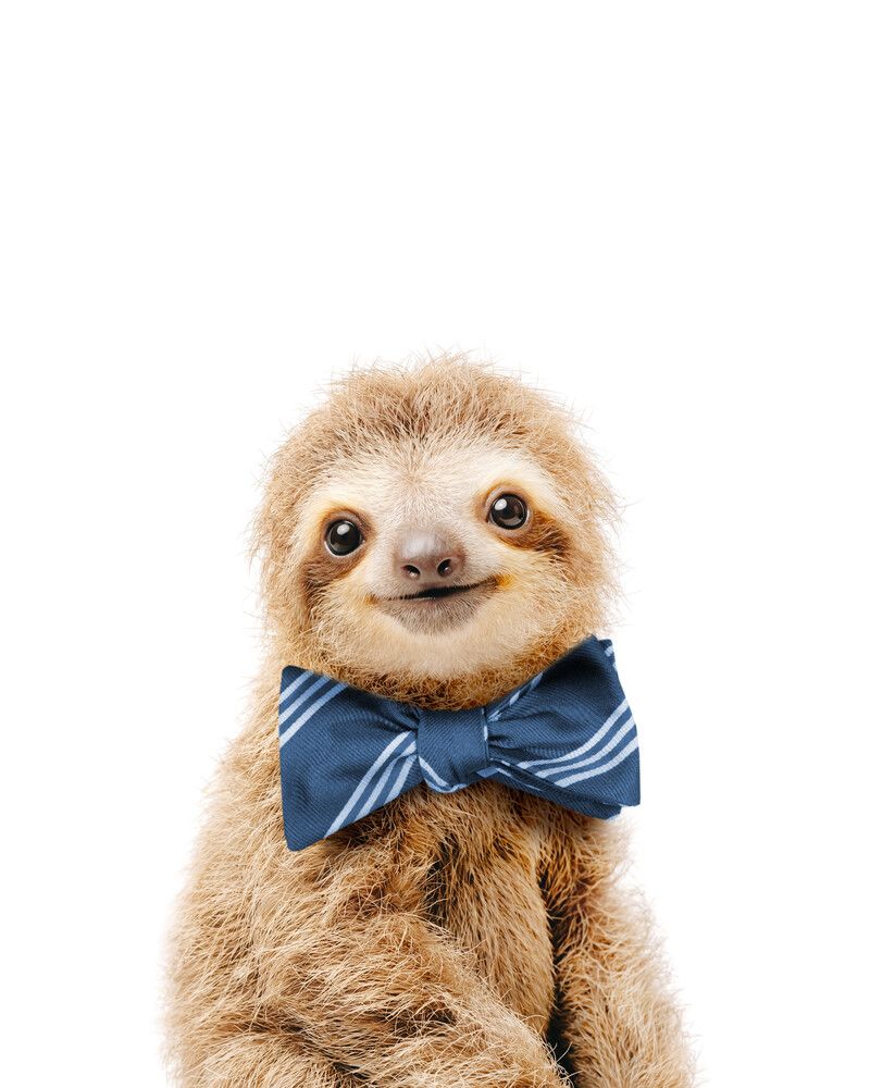 Sloth Bowtie-Cornflower