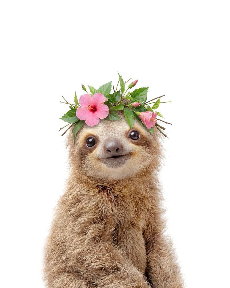Sloth Flowers