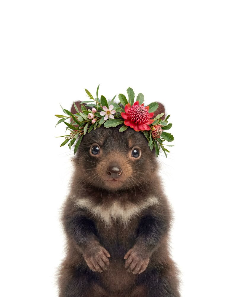 Tasmanian-Devil Flowers