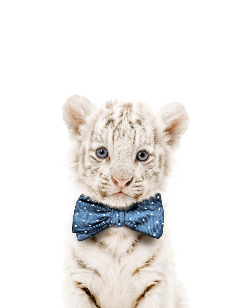Tiger-White Bowtie-Cornflower